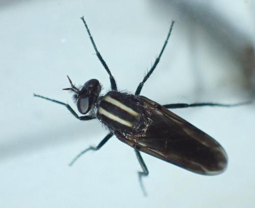 Réf. 186 224 : Thereva albovittata